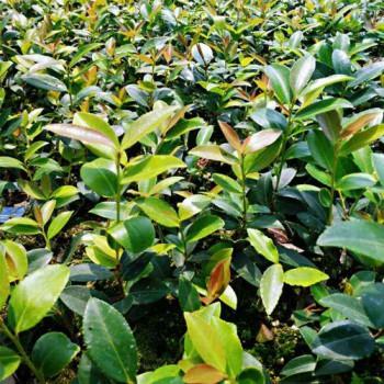 生态农业是一家致力于油茶苗嫁接,培育,销售,种植技术研究,新